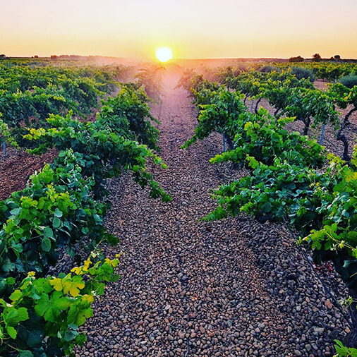 cobbles stones vineyard los calzadas old vines bobal